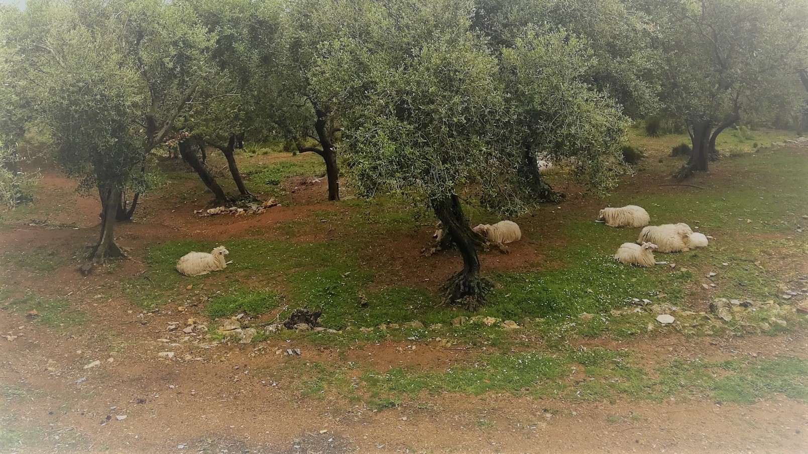 IMG_20190425_123502 pecore nell'uliveto (2)